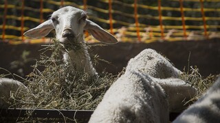 «Αγκαλιάστε ένα πρόβατο»: Η εναλλακτική πρόταση για όσους αισθάνονται μοναξιά λόγω πανδημίας