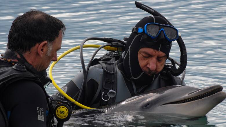 Θλίψη για νεκρό δελφίνι στο Λουτράκι: Μπλέχτηκε στα δίχτυα ψαράδων