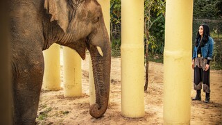 Η Σερ σώζει τον «πιο μοναχικό ελέφαντα του κόσμου» στο νέο ντοκιμαντέρ του Smithsonian Channel