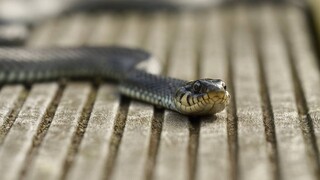 Έρευνα αποκαλύπτει: Άνθρωποι όπως λέμε… φίδια; Το DNA μας έχει τη δυνατότητα παραγωγής δηλητηρίου