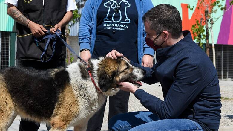 «Το καταφύγιο του Σωκράτη»: Το πρώτο σύγχρονο καταφύγιο αδέσποτων ζώων στο δήμο Αθηναίων