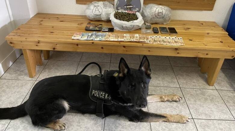 Θεσσαλονίκη: Ο αστυνομικός σκύλος Ακύλας «μυρίστηκε» την κάνναβη που έκρυβε 29χρονος στο σπίτι