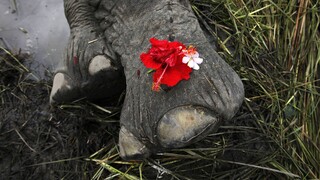 Ινδία: Μυστήριο με τον θάνατο 18 άγριων ελεφάντων