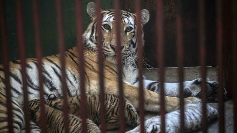 Χιούστον: Βρέθηκε η τίγρη που αγνοείτο εδώ και μια εβδομάδα - Είχε θεαθεί να περιπλανιέται
