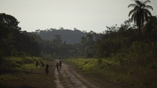Έκθεση - κόλαφος για την παράνομη αποψίλωση του δάσους του Αμαζονίου