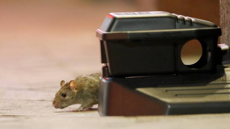 Αυστραλία: Πανούκλα από εκατομμύρια ποντίκια που έχουν κατακλύσει μεγάλες πόλεις