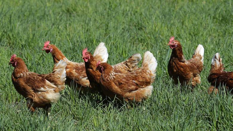 ΗΠΑ - Έξαρση σαλμονέλωσης: «Μην αγκαλιάζετε τις κότες σας» λέει το CDC