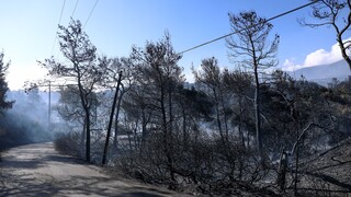 Στάχτη 52.000 στρέμματα δάσους: Η μεγαλύτερη πυρκαγιά της τελευταίας δεκαετίας στα Γεράνεια