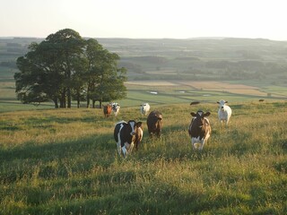 Καινοτόμο συμπλήρωμα διατροφής για αγελάδες μειώνει σημαντικά την εκπομπή μεθανίου