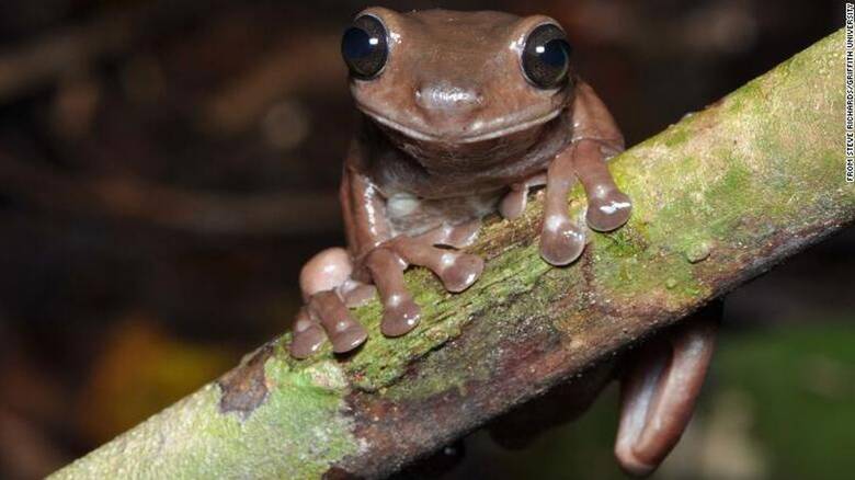 Οι επιστήμονες ανακάλυψαν ένα νέο «σοκολατένιο» βάτραχο στον βάλτο