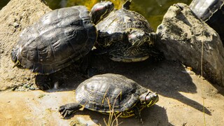 Τρίκαλα: Στα σκουπίδια βρέθηκαν τέσσερις μικρές χελώνες