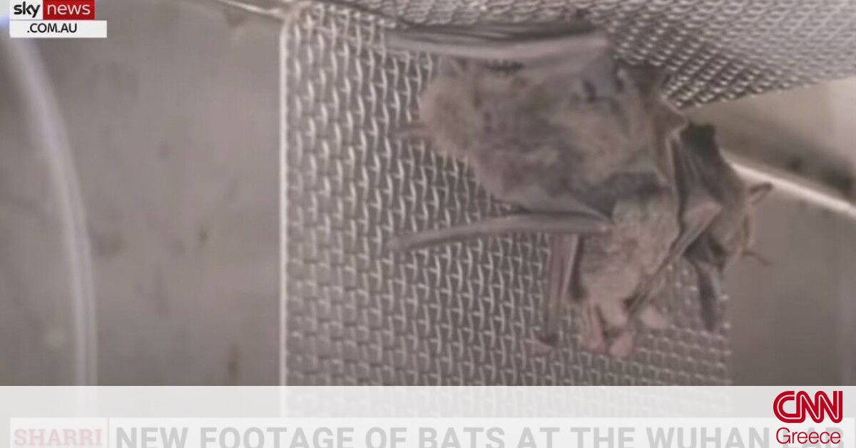 Sky News: Βίντεο με ζωντανές νυχτερίδες στο εργαστήριο της Γουχάν