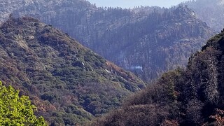 Το παράδειγμα της Καλιφόρνιας: Πώς οι επιστήμονες κάνουν τα δάση πιο ανθεκτικά στις πυρκαγιές