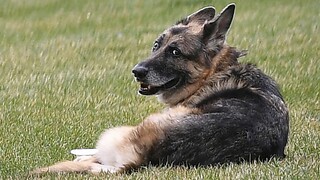 ΗΠΑ: Το ζεύγος Μπάιντεν ανακοίνωσε τον θάνατο του 13χρονου σκύλου τους Τσαμπ