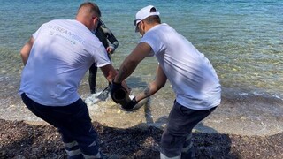 WE SEA MORE II: «Συμμαχία» Polygreen και Nestlé στη μάχη για καθαρές θάλασσες