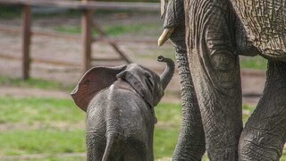 Ένα κοπάδι ελεφάντων υπό αιχμαλωσία θα επιστρέψει στην άγρια φύση για πρώτη φορά