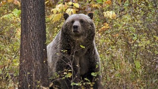 Μοντάνα: Αρκούδα σκότωσε γυναίκα σε κάμπινγκ