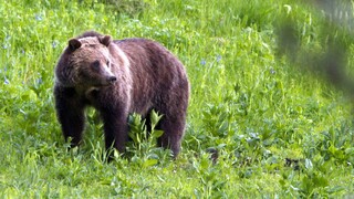 Καφέ αρκούδα κατασπάραξε γυναίκα στη Μοντάνα – Τρεις μέρες μετά σκοτώθηκε και η ίδια