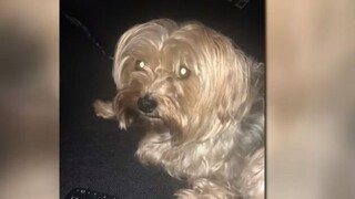 Μιλγουόκι: Γυναίκα τράκαρε και της έκλεψαν τον σκύλο