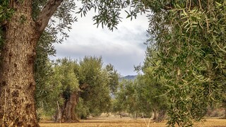 Επιχείρηση «σώστε τα υπεραιωνόβια ελαιόδεντρα» σε Κυκλάδες και Δωδεκάνησα