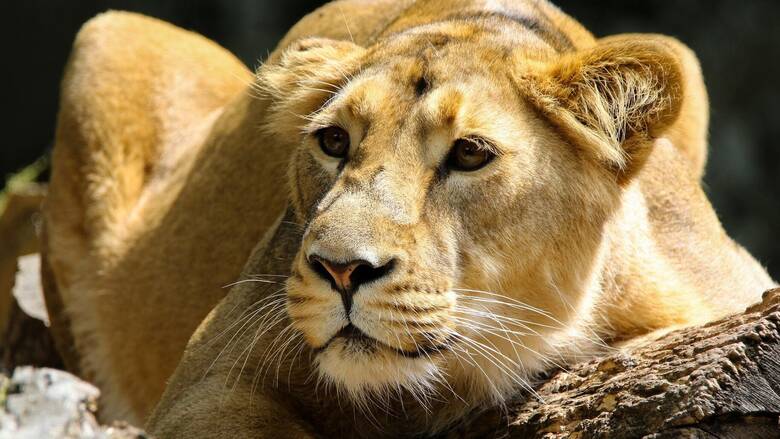 Κένυα: Λιοντάρι «απέδρασε» από εθνικό πάρκο και έσπειρε τον πανικό