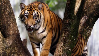 Κορωνοϊός - Ινδονησία: Δυο τίγρεις της Σουμάτρας θετικές σε ζωολογικό κήπο της Τζακάρτα
