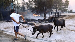 Φωτιά Βαρυμπόμπη: Απομακρύνονται τα άλογα από ιππικούς ομίλους της περιοχής