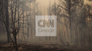 Φωτιά Εύβοια - Λέκκας: Μόνο 150.000 στρέμματα από τα 500.000 που κάηκαν μπορούν να αναδασωθούν
