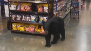 ΗΠΑ: Αρκουδάκι τριγυρίζει σε διαδρόμους σούπερ μάρκετ στο Λος Άντζελες