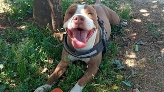 Ελεύθερος υπό όρο ο αστυνομικός που σκότωσε σκύλο στο Γαλάτσι