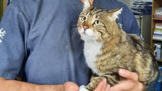 Αφγανιστάν - «Επιχείρηση» Κιβωτός: Αερογέφυρα για 200 γάτες και σκύλους προς τη Βρετανία