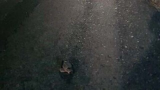Θλιβερές εικόνες στη Σητεία: Χελωνάκια καρέτα - καρέτα πατήθηκαν από αυτοκίνητα