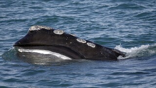Σε άμεσο κίνδυνο λόγω κλιματικής κρίσης οι φάλαινες του Βόρειου Ατλαντικού