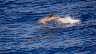Θεσσαλονίκη: Εντοπίστηκε νεκρό δελφίνι σε ακτή του Δήμου Θερμαϊκού