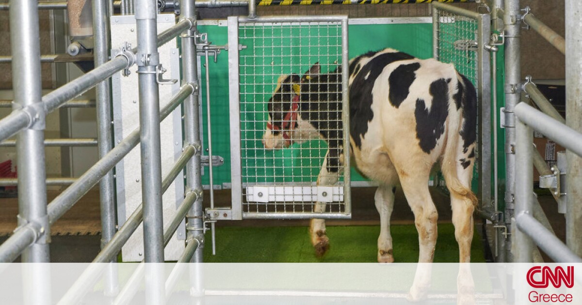 Νέα Ζηλανδία: Αγελάδες έμαθαν να πηγαίνουν… τουαλέτα «πολεμώντας» το φαινόμενο του θερμοκηπίου