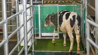 Νέα Ζηλανδία: Αγελάδες έμαθαν να πηγαίνουν... τουαλέτα «πολεμώντας» το φαινόμενο του θερμοκηπίου