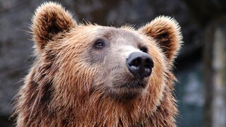 Κοζάνη: Νεκρή από σφαίρες αρκούδα στο Βροντερό Πρέσπας