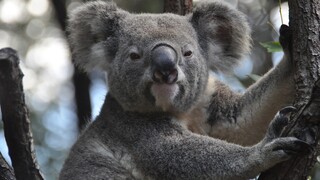 Αυστραλία: Την τελευταία τριετία χάθηκε το ένα τρίτο από τον πληθυσμό των κοάλα