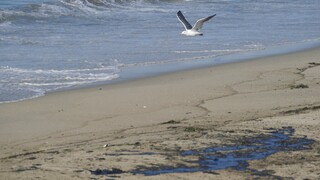 ΗΠΑ: Οικολογική καταστροφή από πετρελαιοκηλίδα στις ακτές της Καλιφόρνιας