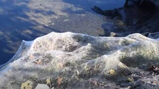 Απόκοσμο σκηνικό στο Αιτωλικό: Όλα σκεπάστηκαν από πέπλο αράχνης - Πώς εξηγείται το φαινόμενο