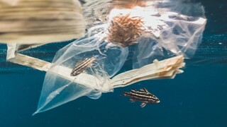 Τα πλαστικά «πνίγουν» τη ζωή στη Μεσόγειο: Τι δείχνουν τα ανησυχητικά στοιχεία