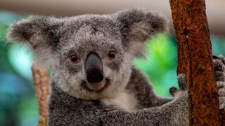 Τα κοάλα της Αυστραλίας: Οι απειλές, τα μοναδικά τους χαρακτηριστικά και η διάσωσή τους