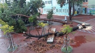 Θεσσαλονίκη: Μεγάλο πεύκο έπεσε στην αυλή σχολείου στο Χαριλάου