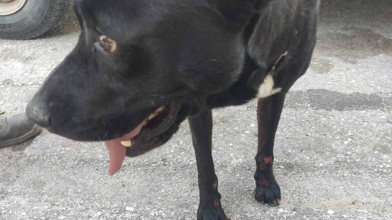 Σέρρες: Ηλικιωμένος έδεσε σκύλο στο αγροτικό και τον έσερνε από τον λαιμό