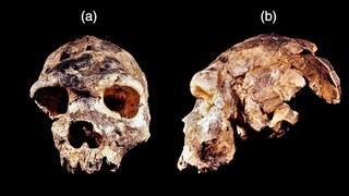 Ανακαλύφθηκε ένας νέος πρόγονος του ανθρώπου, ο Homo Bodoensis - Ζούσε στην Αφρική