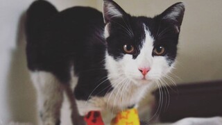 Πολωνία: Γάτος-εξερευνητής διασώθηκε αφότου άντεξε δέκα ημέρες παγιδευμένος σε σωλήνα