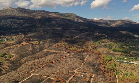 Πάρνηθα: Το καμένο δάσος προσπαθεί να κλείσει τις πληγές του
