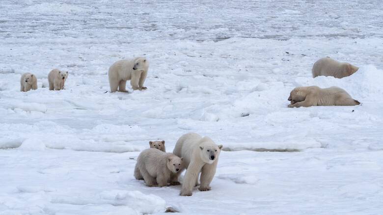 Πώς η άνοδος της θερμοκρασίας αλλάζει την Αρκτική και τον πλανήτη