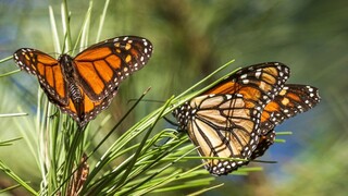 ΗΠΑ: Μετά από καιρό, οι πεταλούδες επιστρέφουν στην Καλιφόρνια