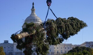 ΗΠΑ: Το τεράστιο Χριστουγεννιάτικο δέντρο ξεκίνησε να στήνεται στο Καπιτώλιο